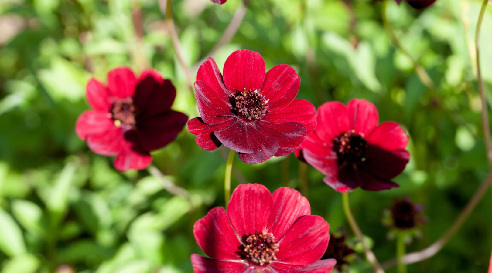 Gartenfreude in bester Gärtnerqualität