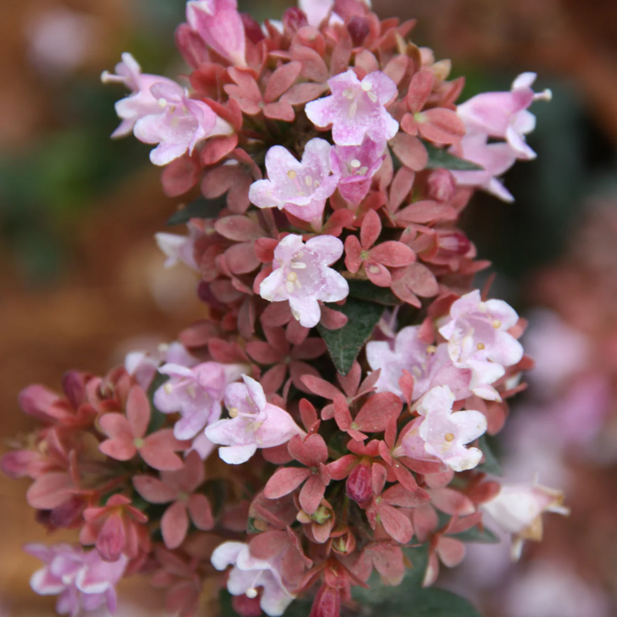 Abelie 'Raspberry Profusion'