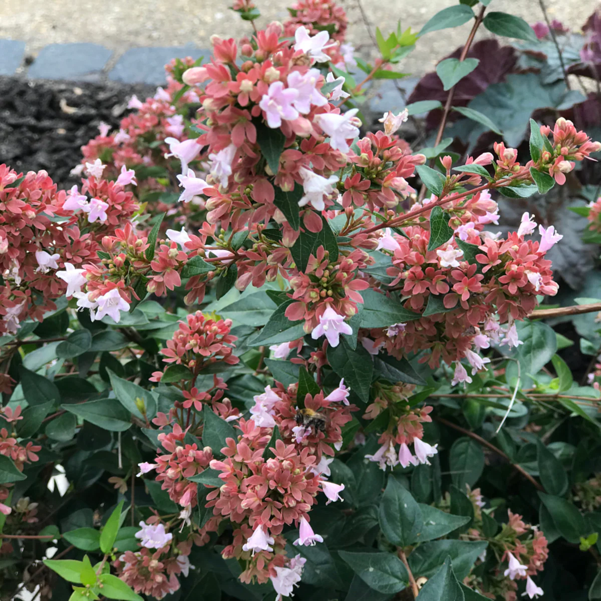 Abelie 'Raspberry Profusion' - Image 2