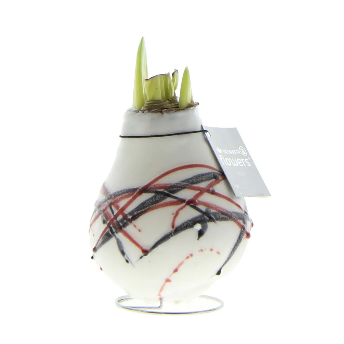 Amaryllis Waxz®  'Art v. Gogh' - Image 3