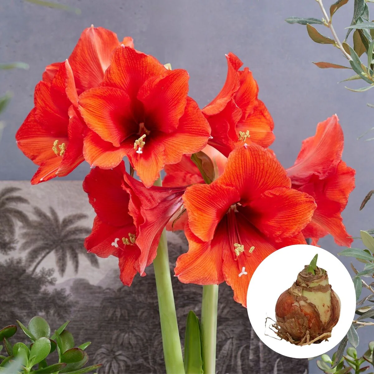 Amaryllis 'XXL' - Image 3