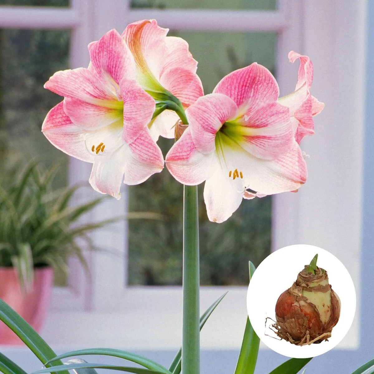 Amaryllis 'XXL' - Image 4