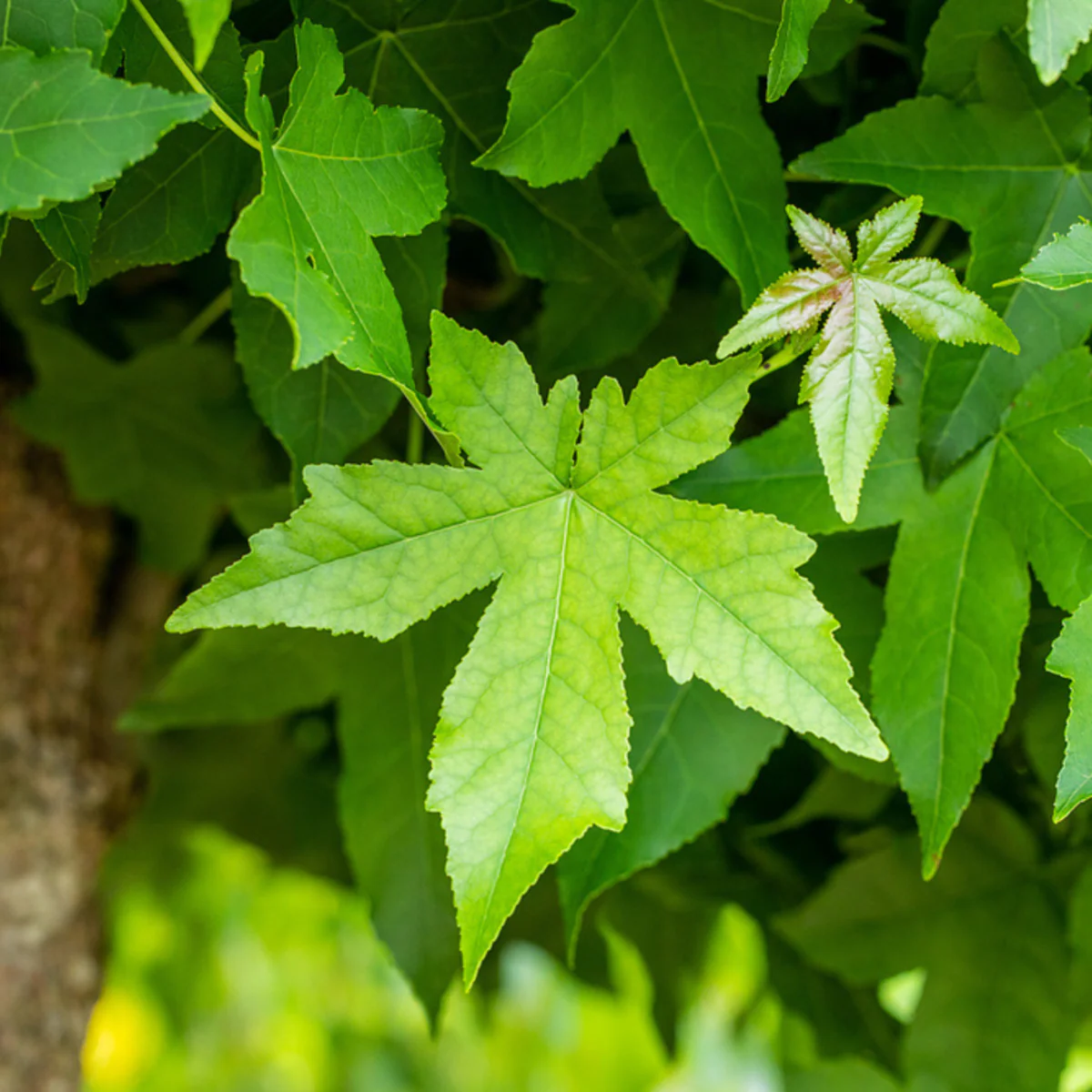 Amberbaum - Image 3