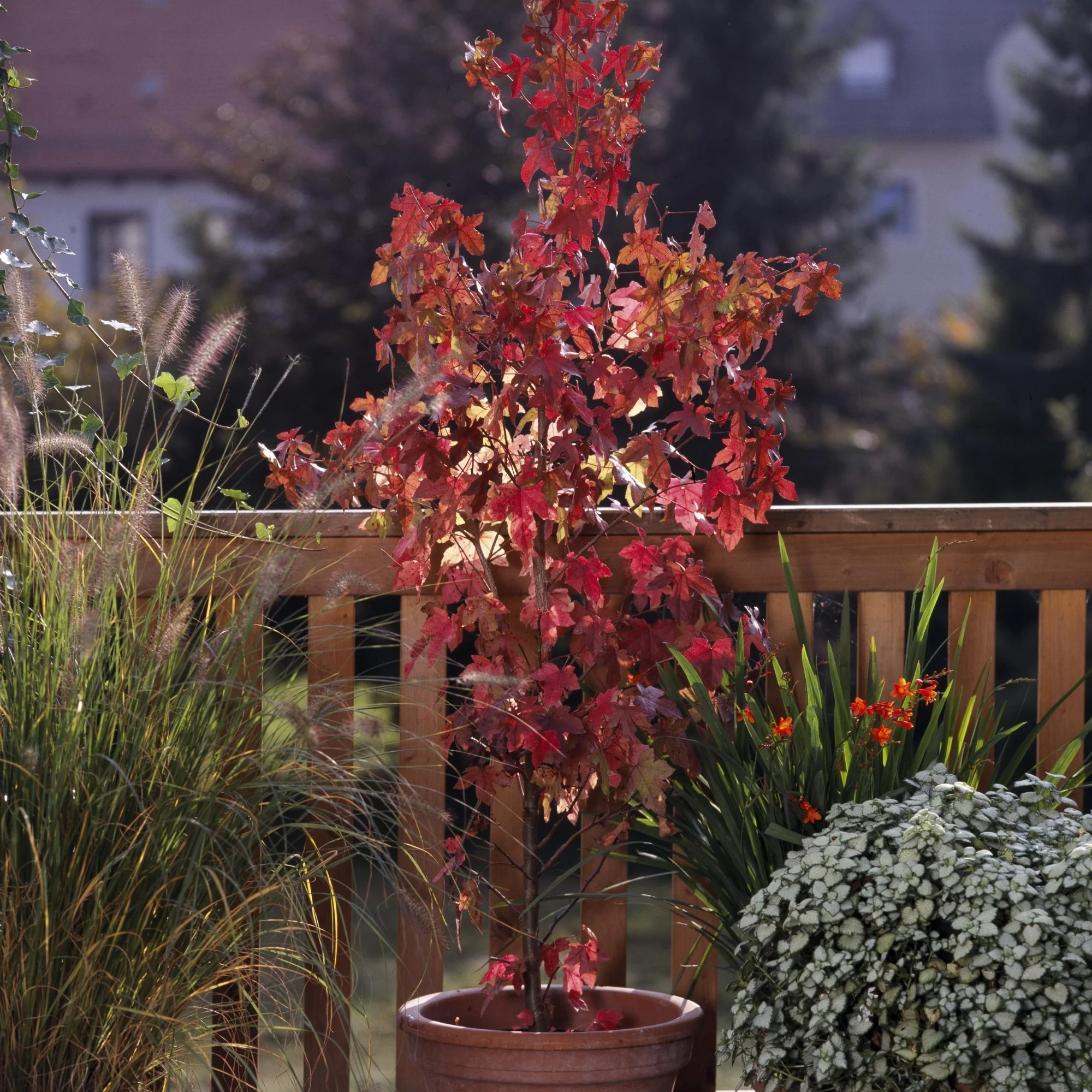 Amberbaum - Image 4