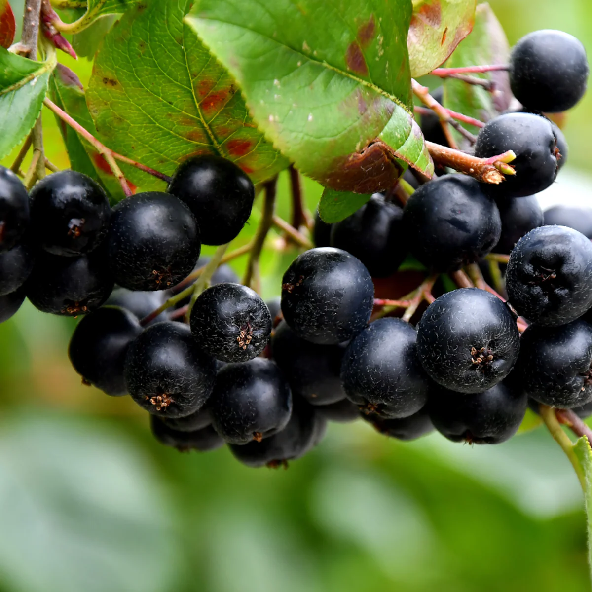 Apfelbeeren im Set - Image 2