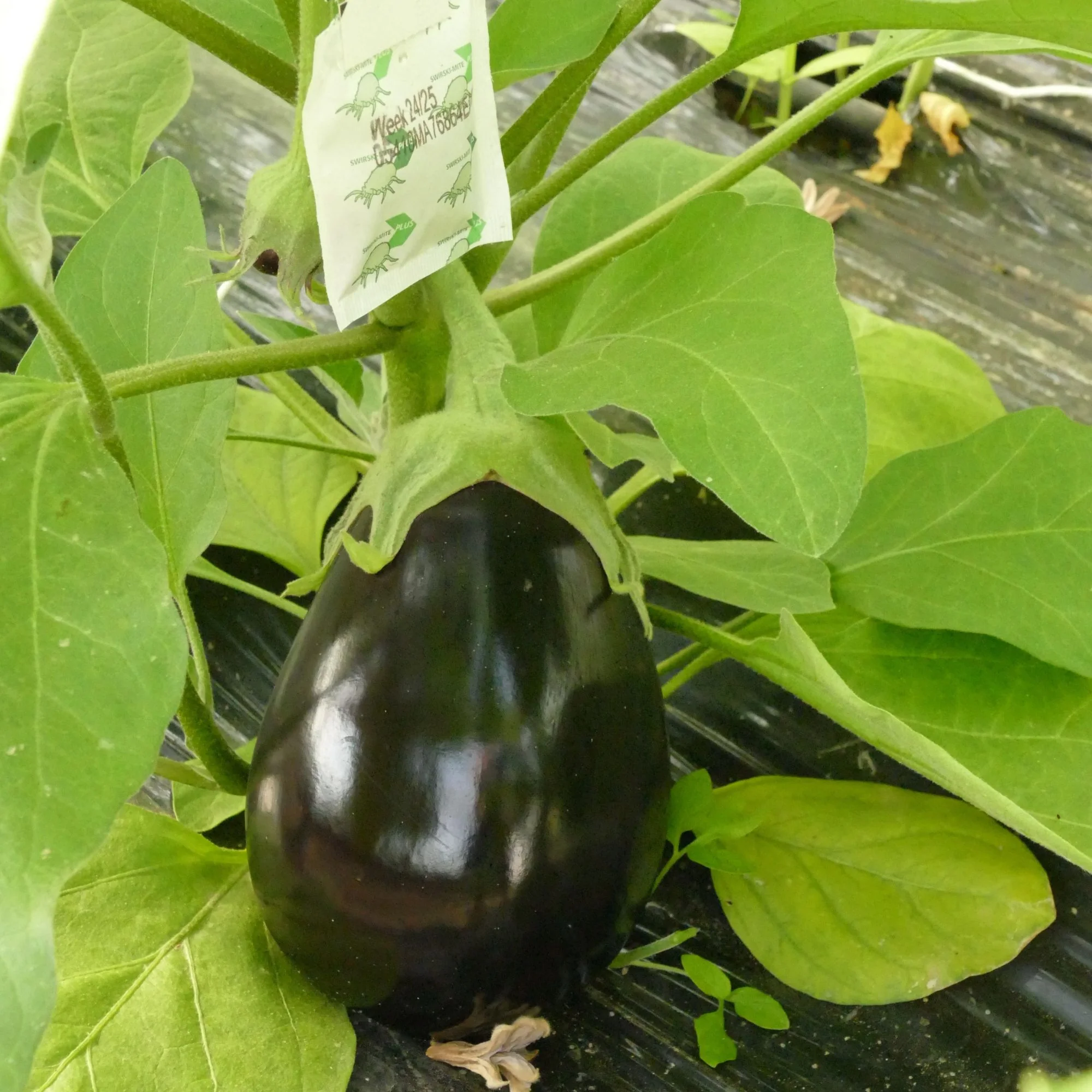 Aubergine 'Milar'