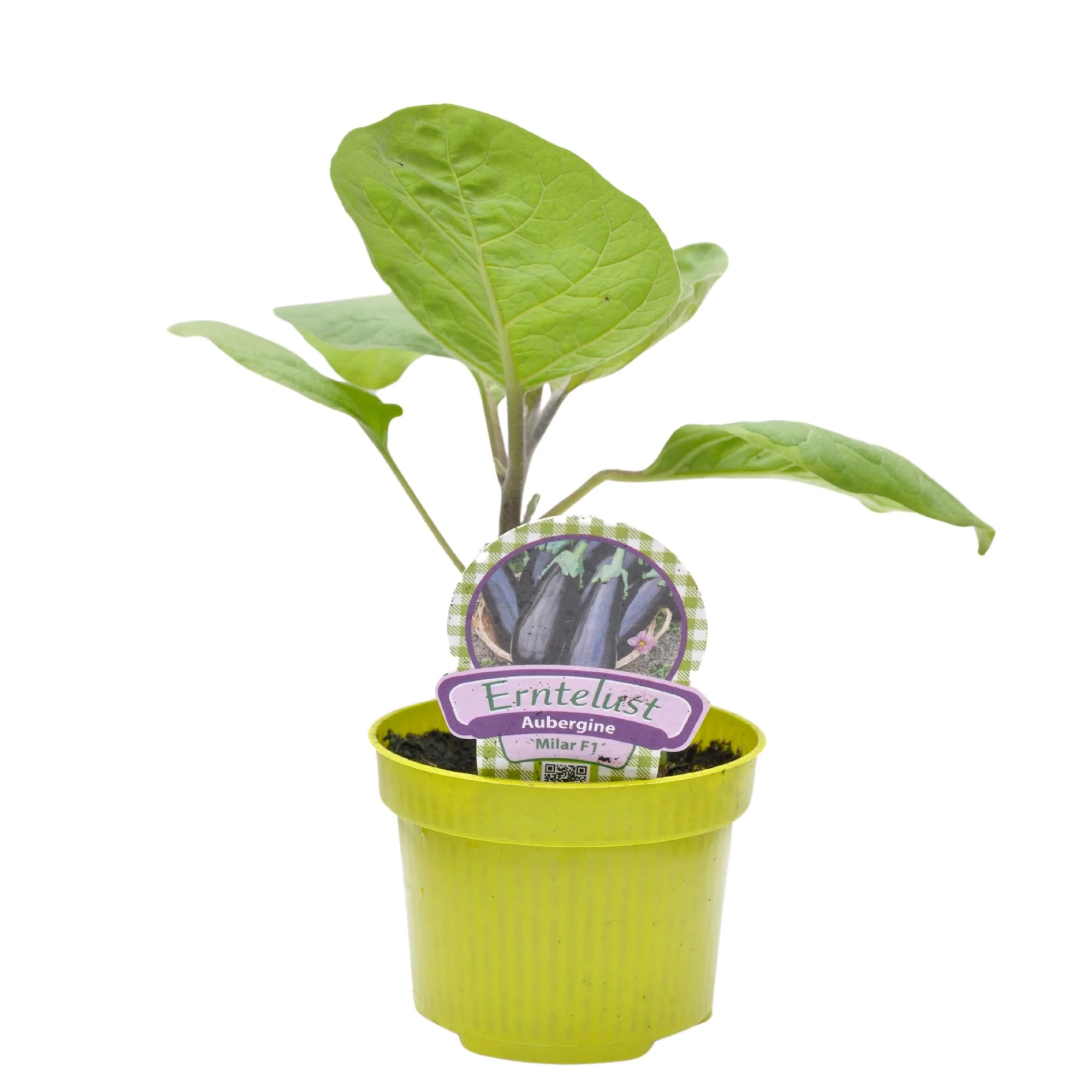 Aubergine 'Milar' - Image 2