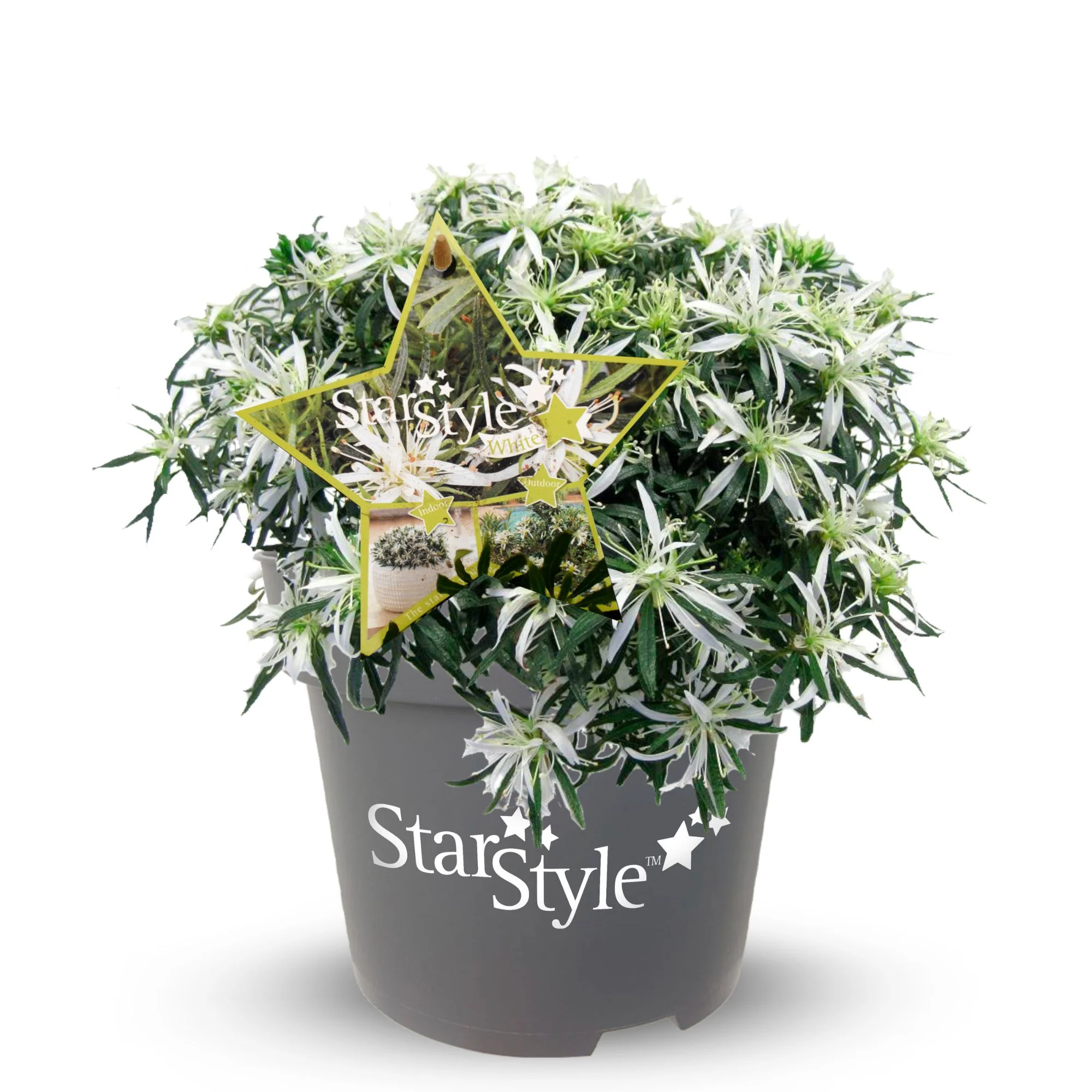 Azalea Star Style® 'Star Style™' - Image 4
