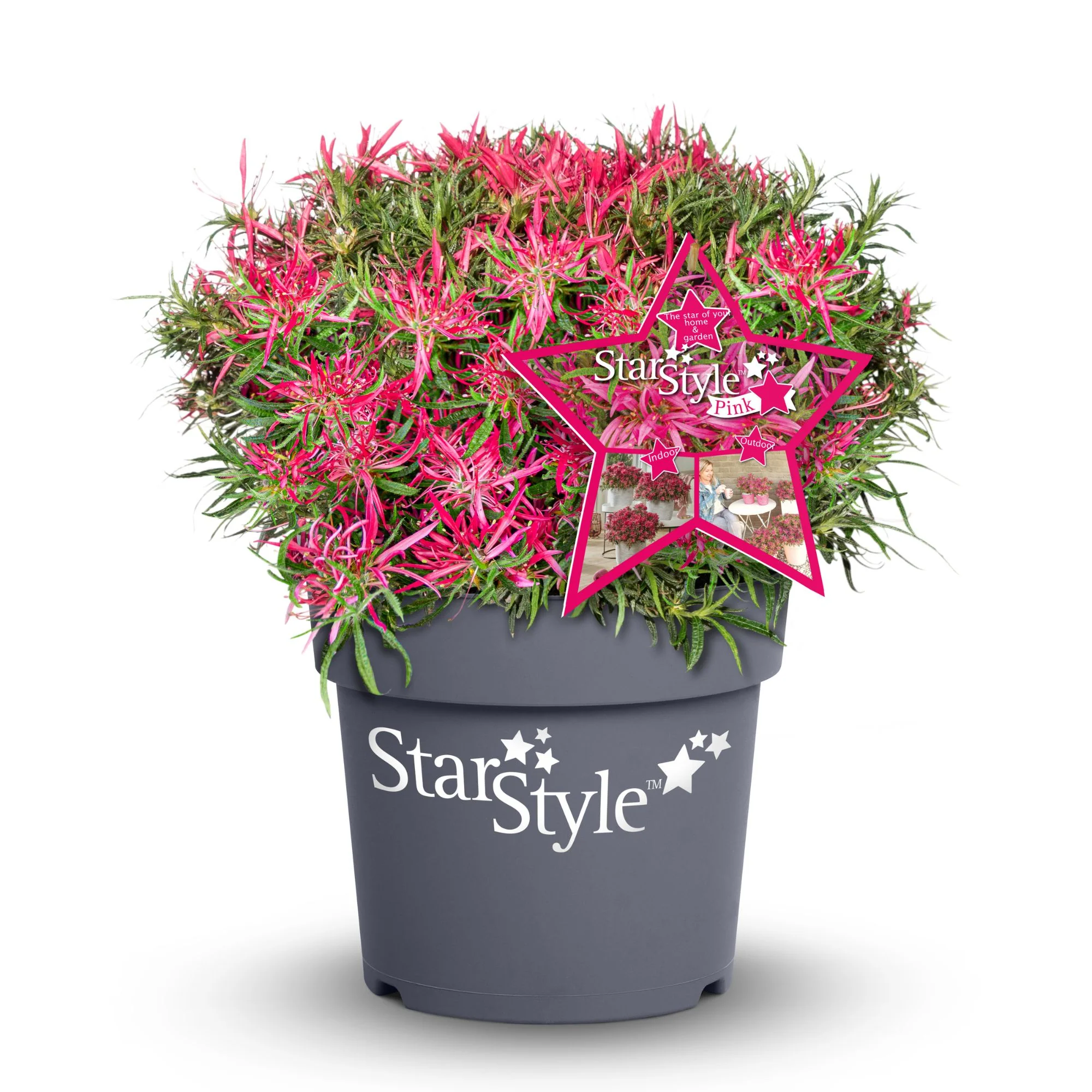Azalea Star Style® 'Star Style™' - Image 5