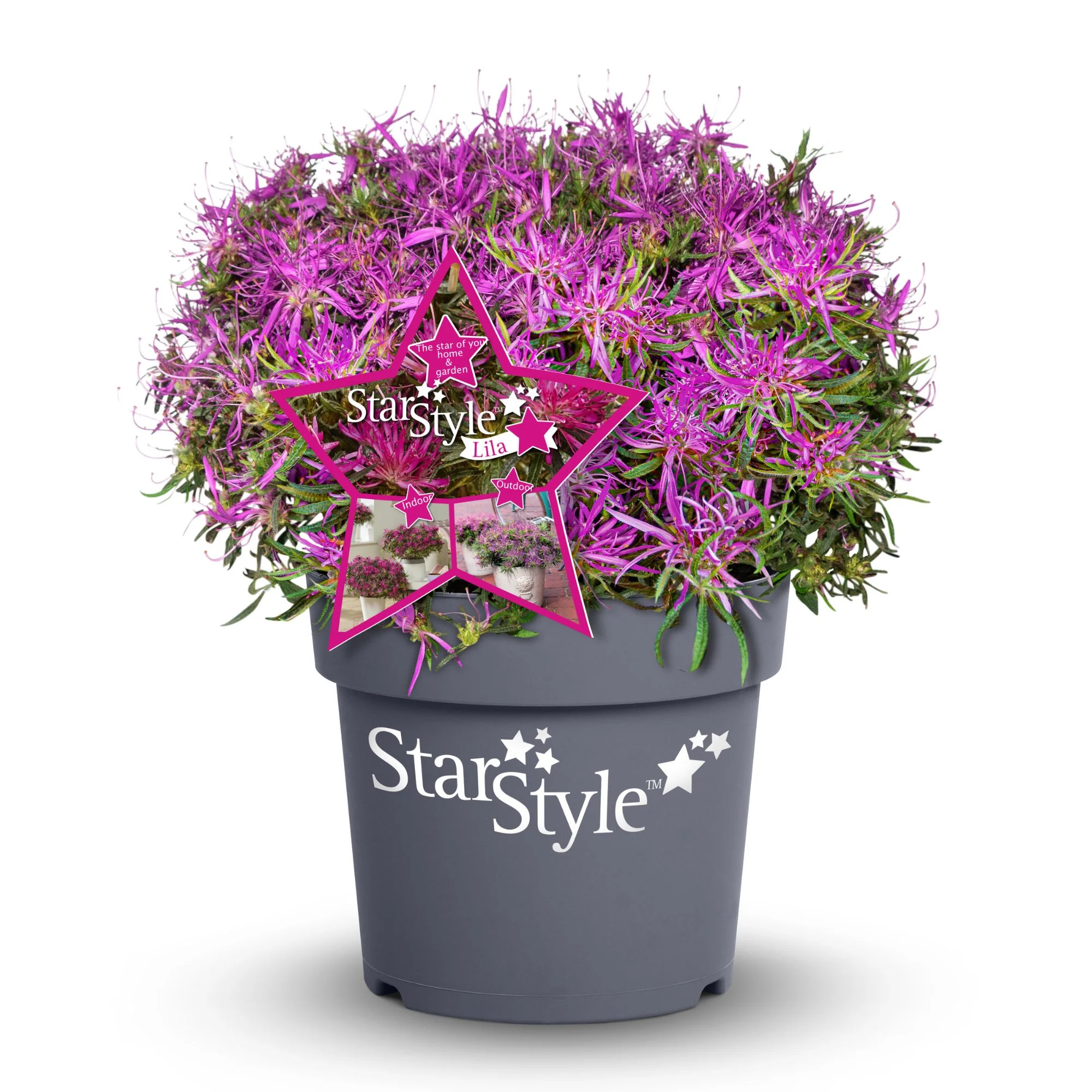 Azalea Star Style® 'Star Style™' - Image 6