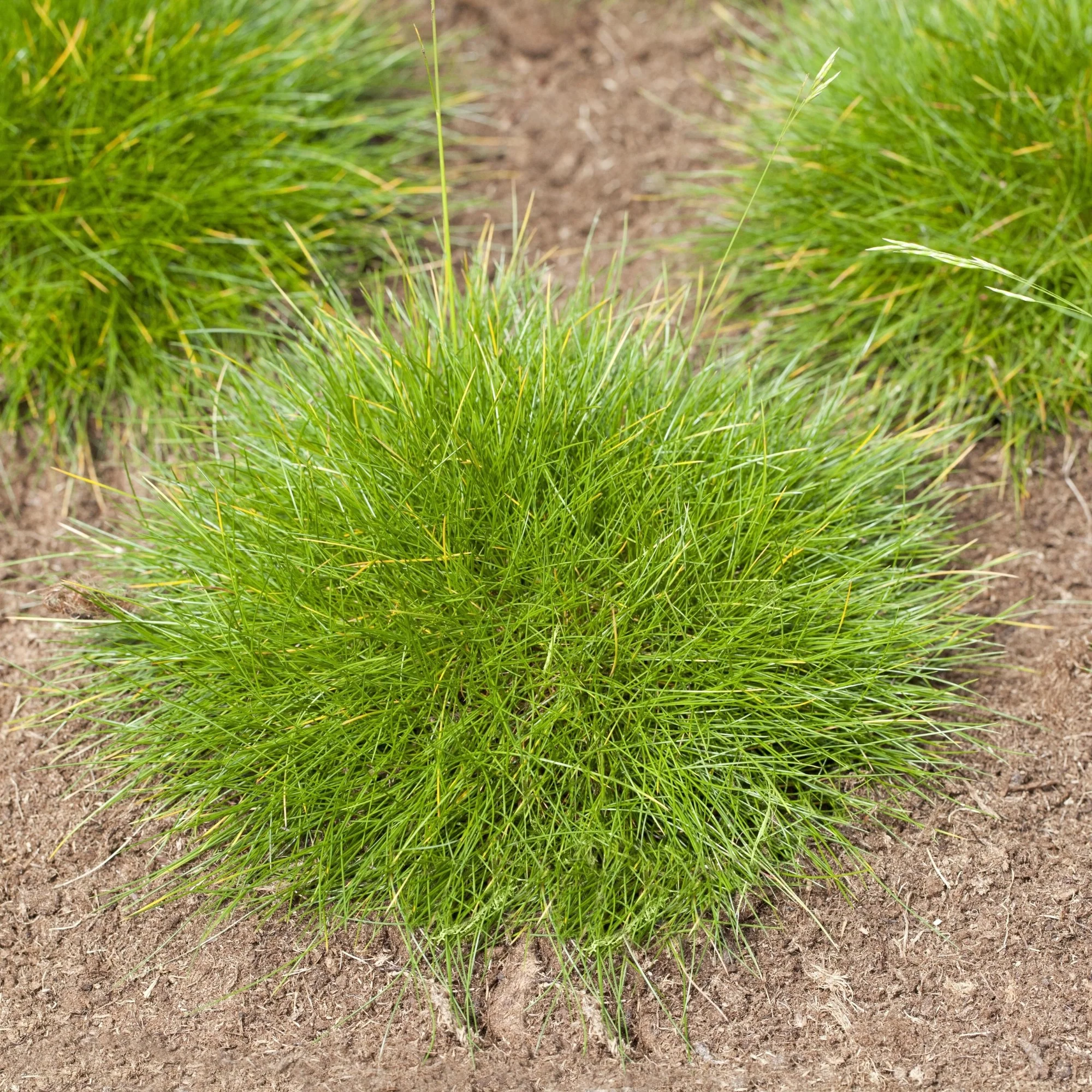 Bärenfell Schwingel 'Teddybär' - Image 2
