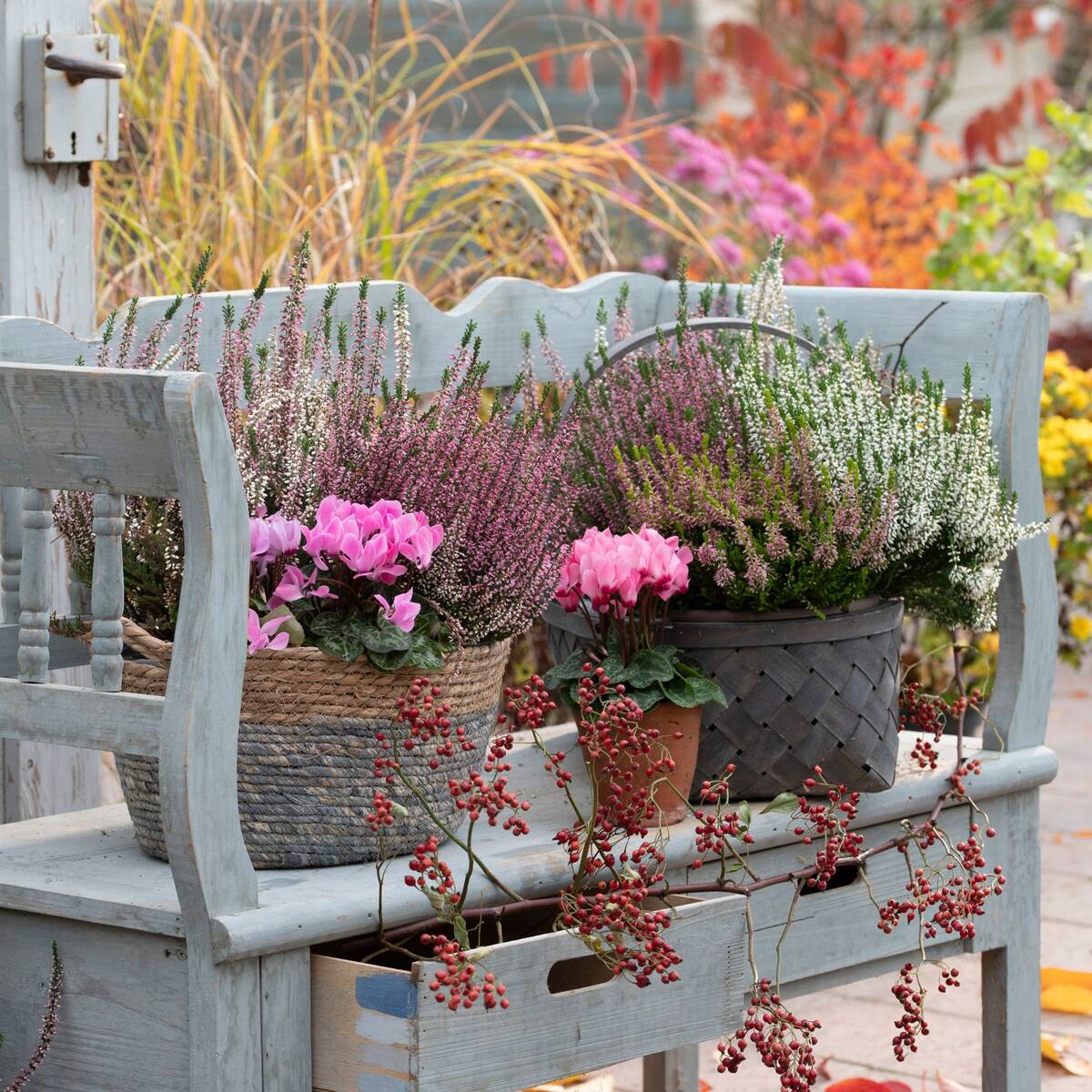 Balkonblumen "Alpenherbst"