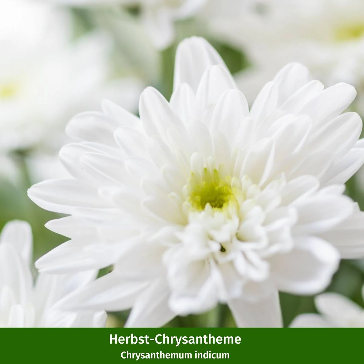 Balkonblumen "Bepflanzung in Rosatönen" - Image 3