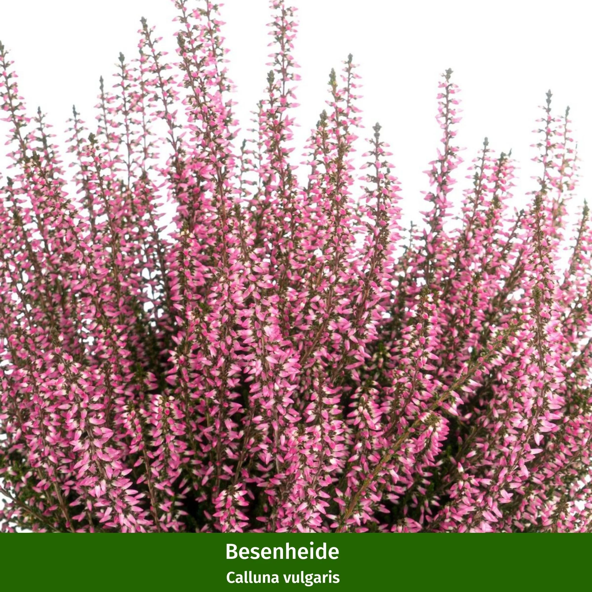 Balkonblumen "Bepflanzung in Rosatönen" - Image 4