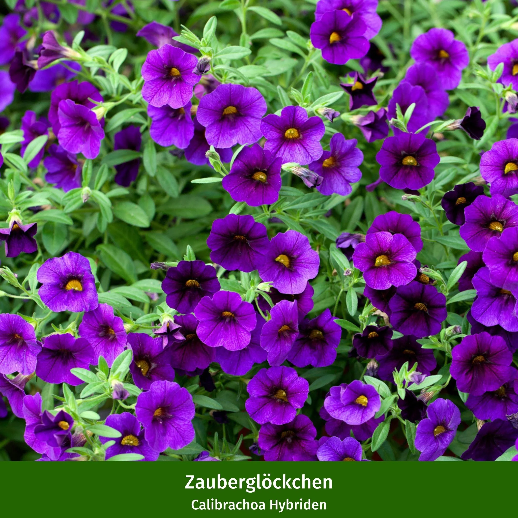 Balkonblumen "Blau-Weiße Sommerkühle" - Image 4