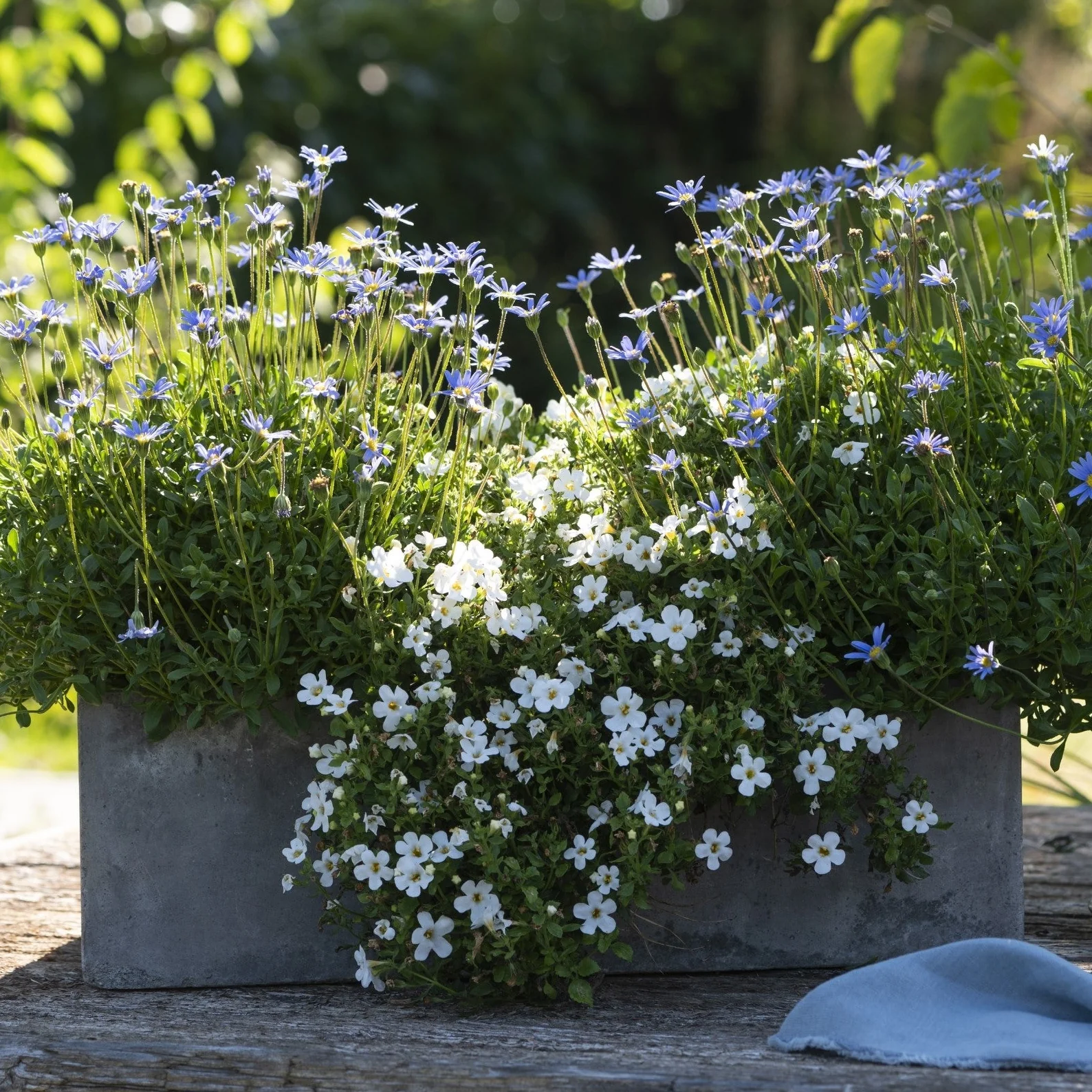 Balkonblumen "Blau-Weißer Sommerzauber"
