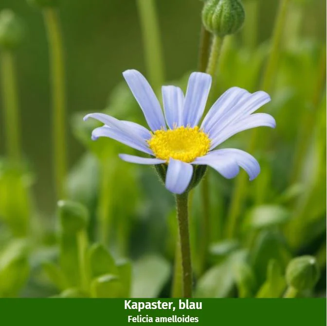 Balkonblumen "Blau-Weißer Sommerzauber" - Image 2