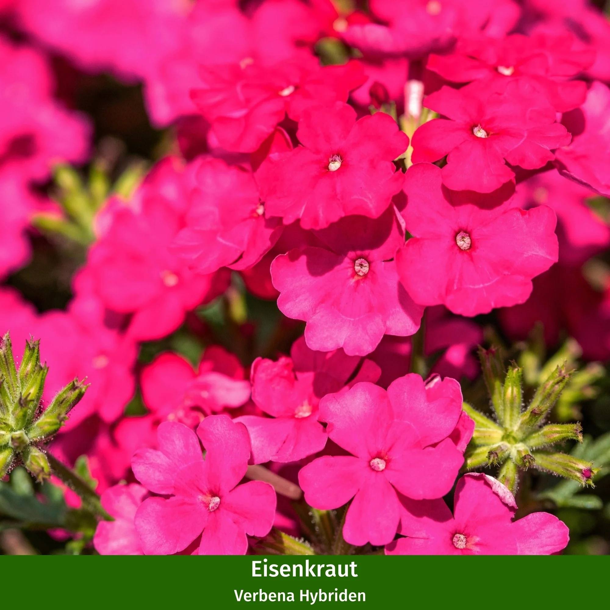 Balkonblumen "Blühende Harmonie" - Image 2