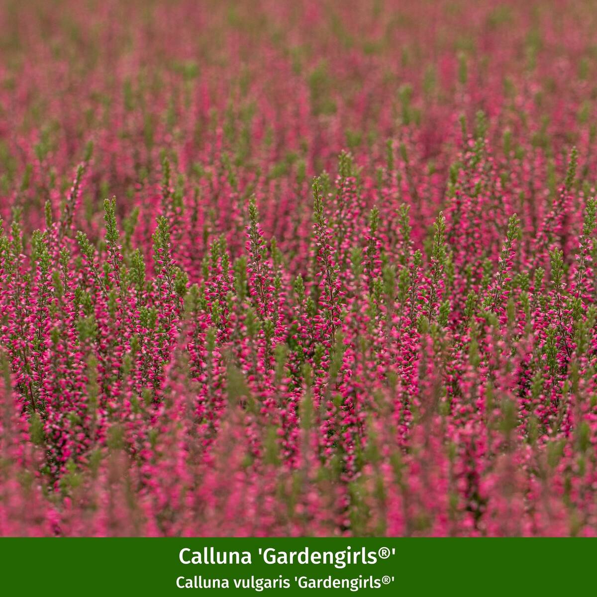 Besenheide-Set - Image 3