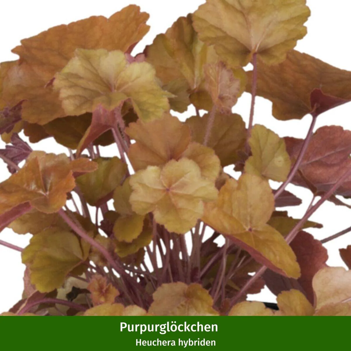 Grabbepflanzung "Herbstlicher Mix" - Image 6