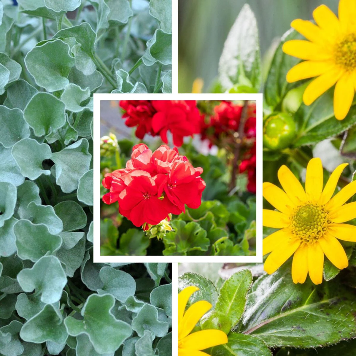 Balkonblumen "Blühfreudige Sonnenlieblinge"