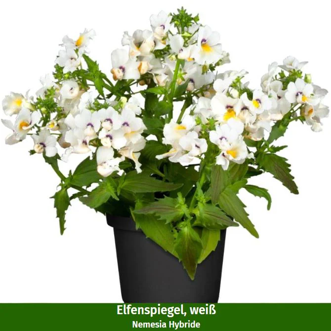 Balkonblumen "Blütenmeer & Kräuterfrische" - Image 3