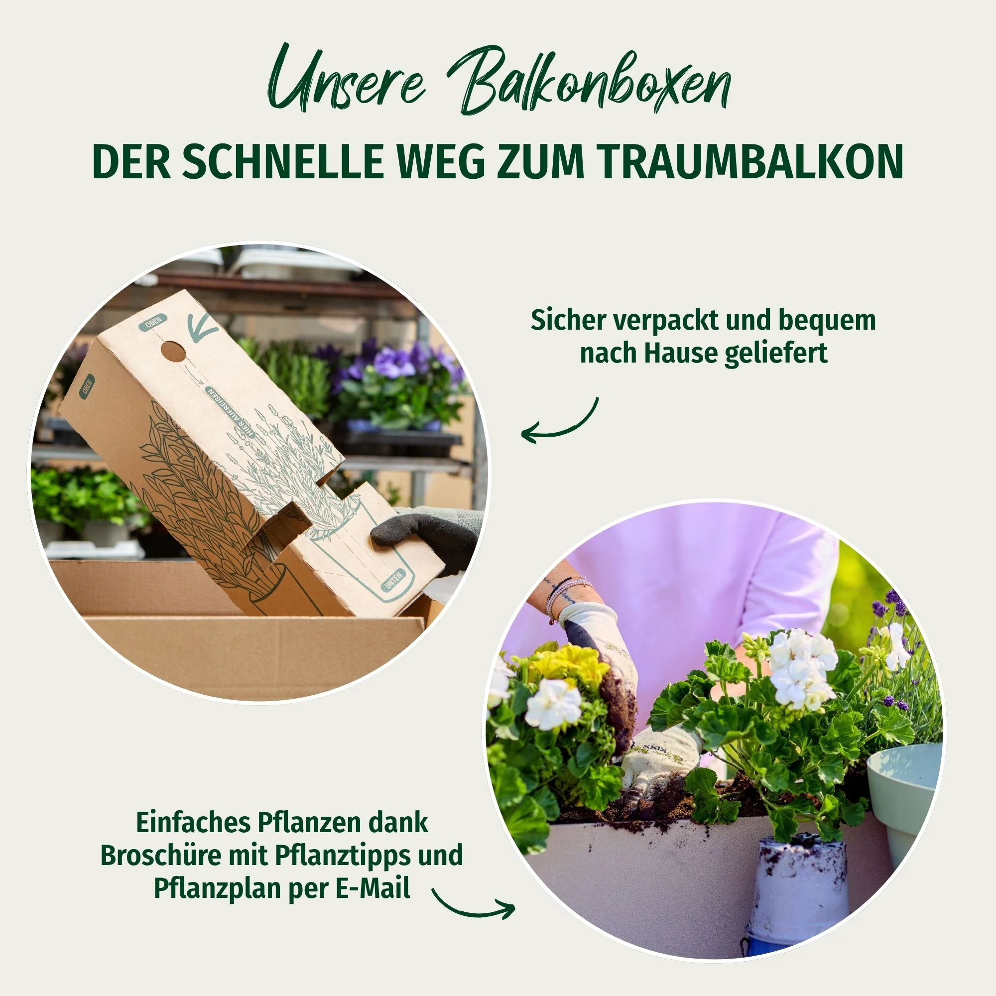 Balkonblumen "Weißer Dauerblüher" - Image 2