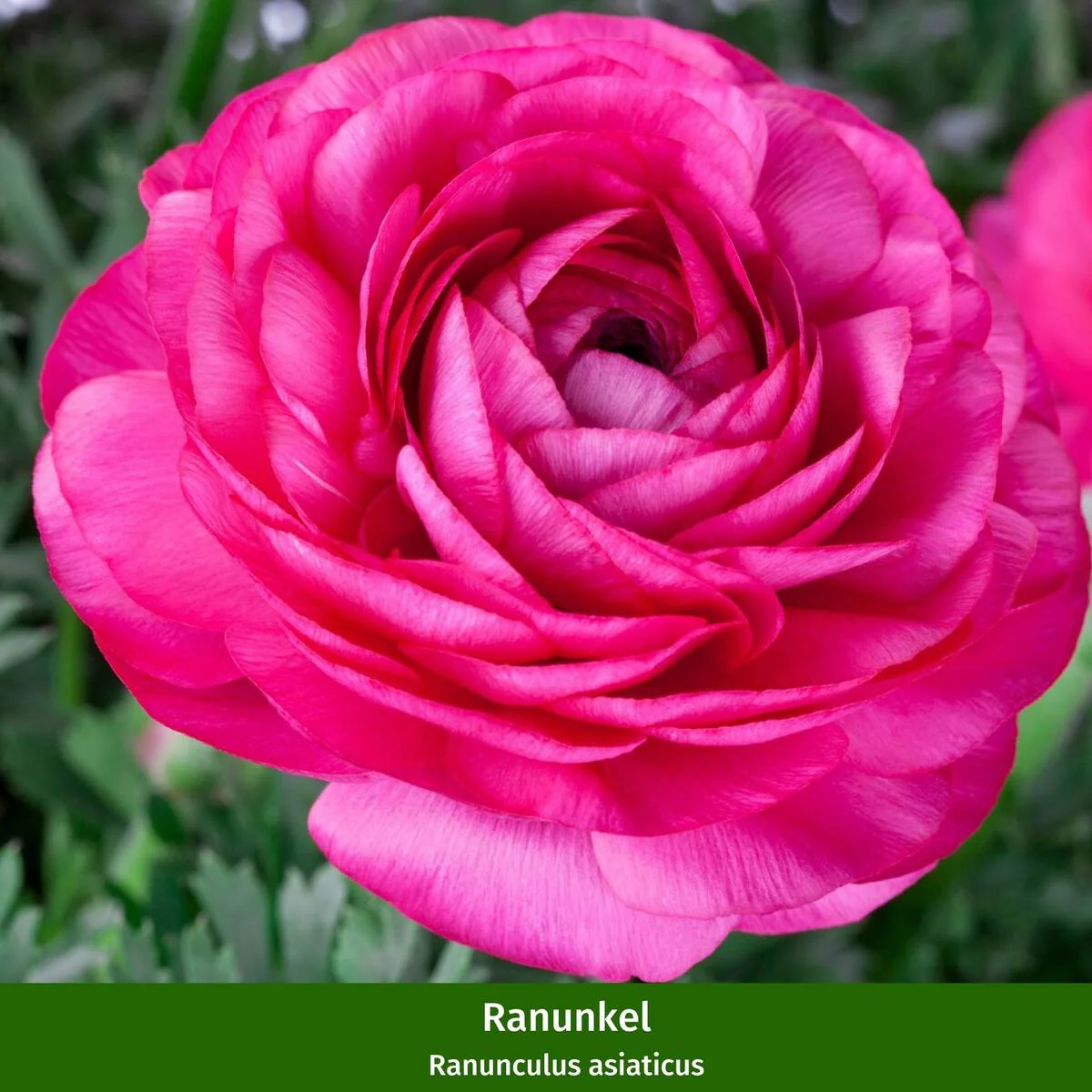 Balkonblumen "Blütenvielfalt im Frühling" - Image 4