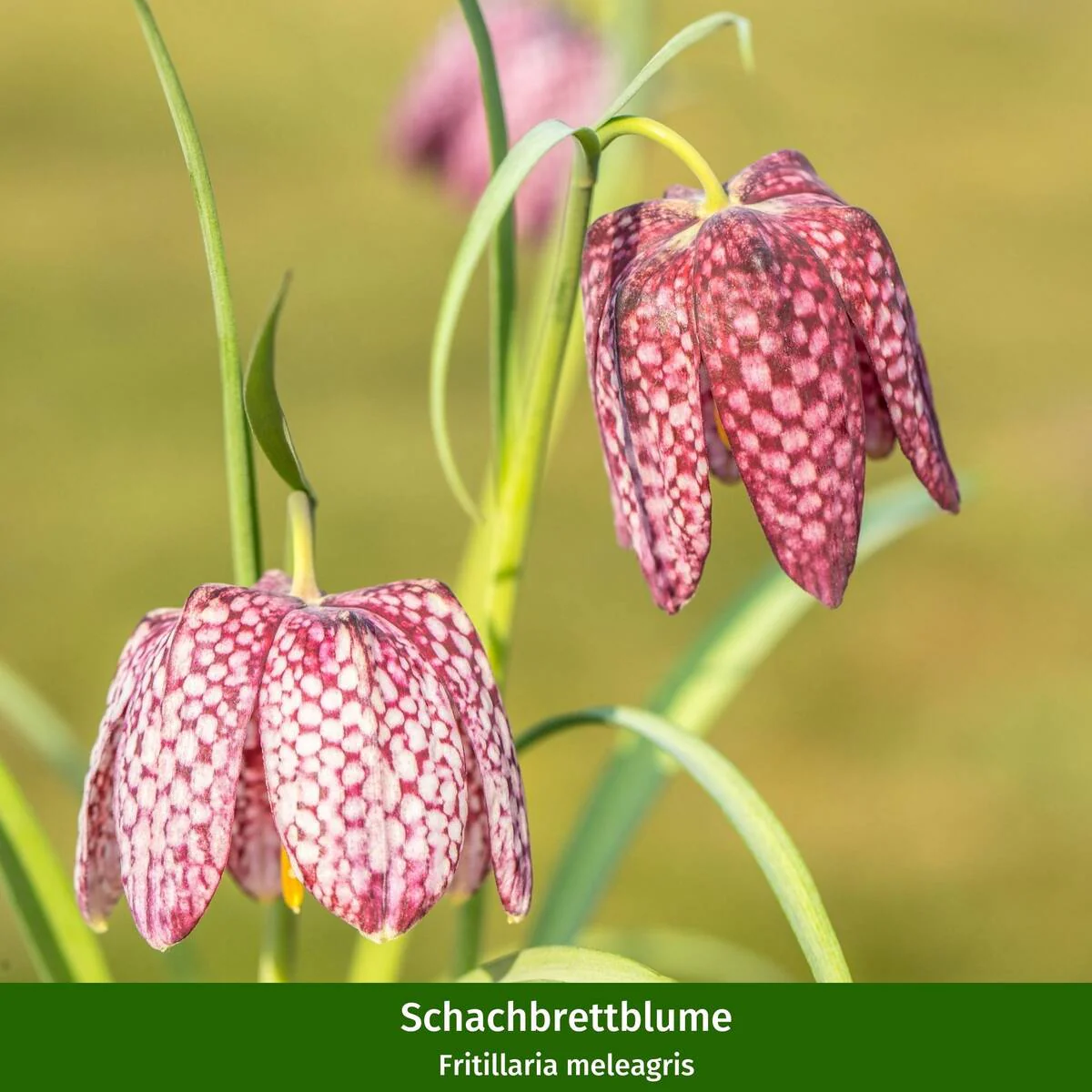 Balkonblumen "Blütenvielfalt im Frühling" - Image 5