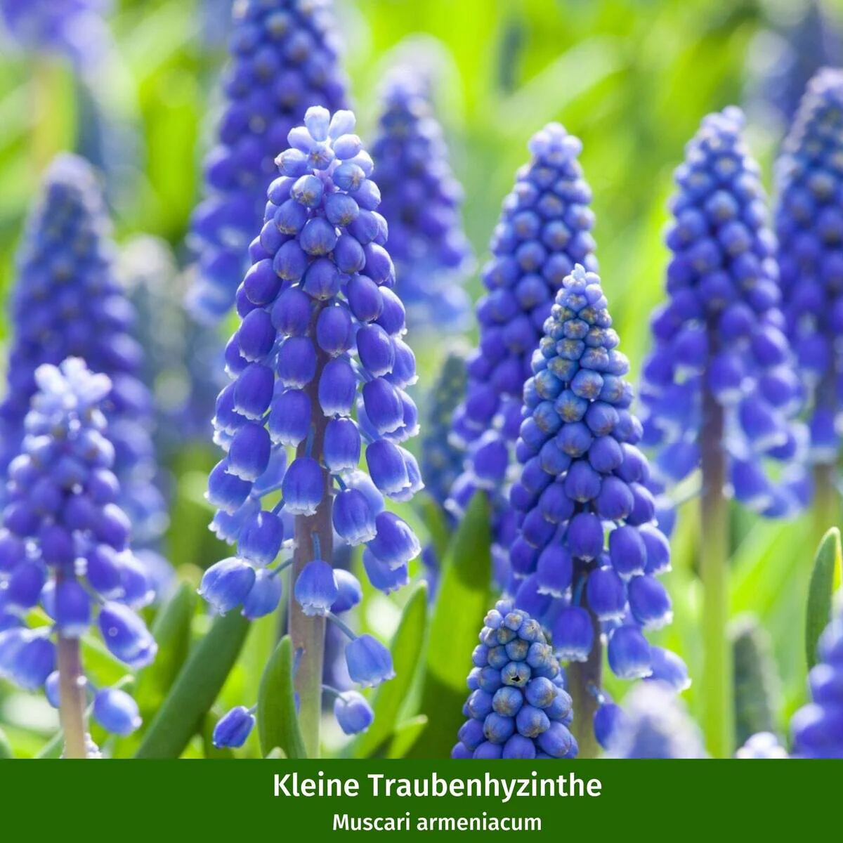 Balkonblumen "Blütenvielfalt im Frühling" - Image 7