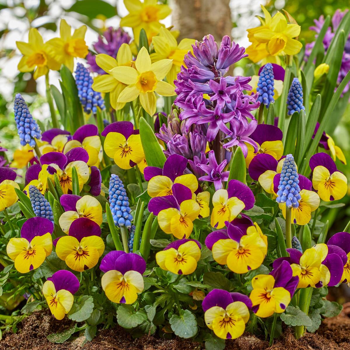 Balkonblumen "Bunte Frühlingsidylle"