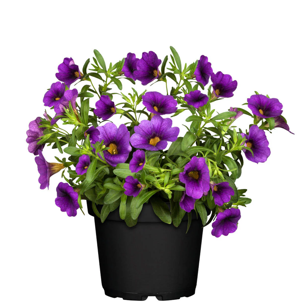 Balkonblumen "Bunte Zauberglöckchen" - Image 5