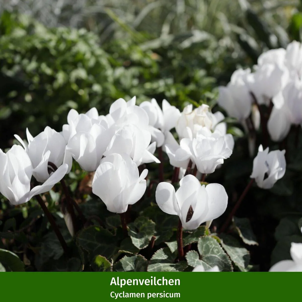 Balkonblumen "Bunter Herbst" - Image 3