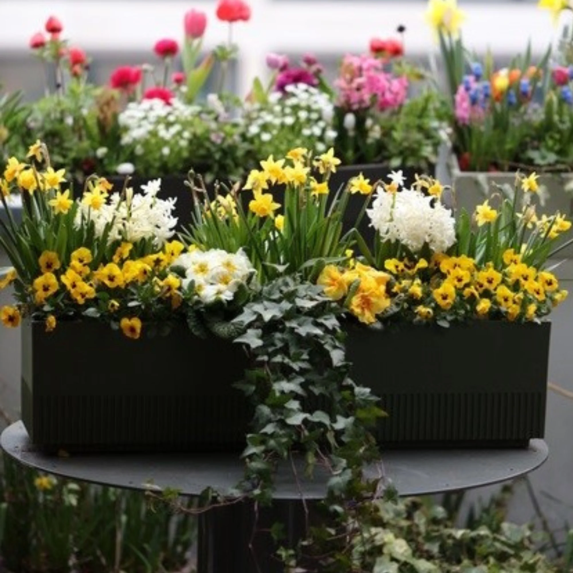 Balkonblumen "Charmanter Frühlingsgarten" - Image 3