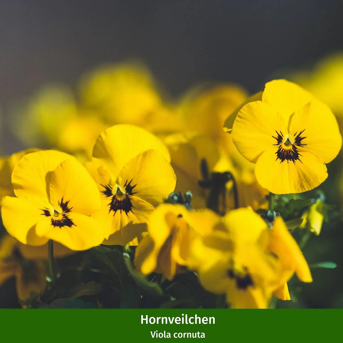 Balkonblumen "Charmanter Frühlingsgarten" - Image 5