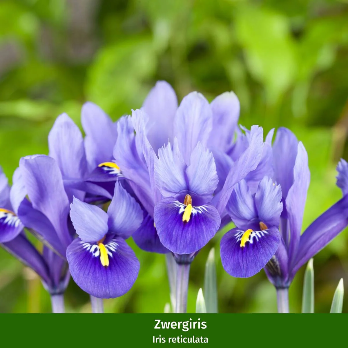 Balkonblumen "Charmantes Frühlingserwachen" - Image 5