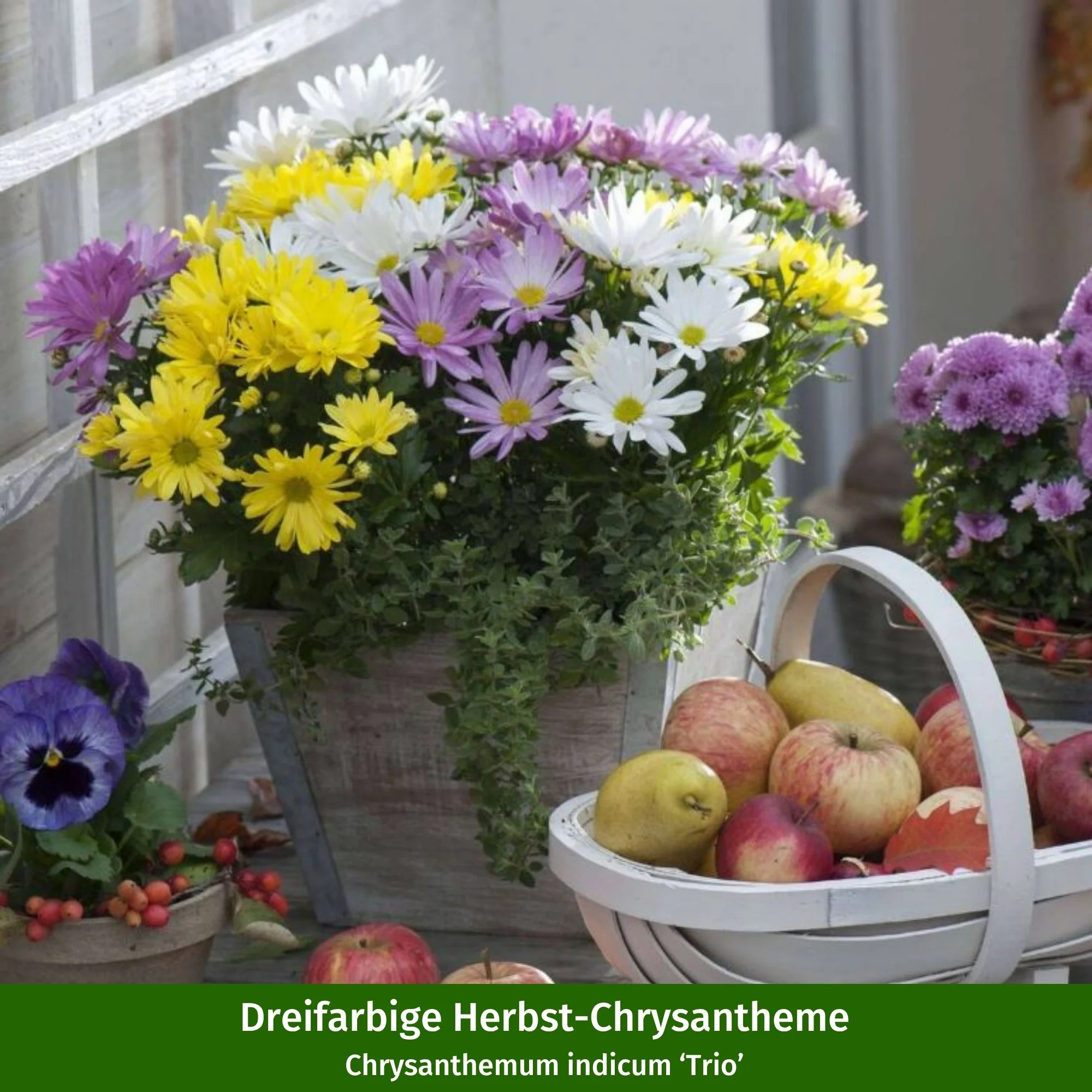 Balkonblumen "Chrysanthemen-Traum" - Image 3