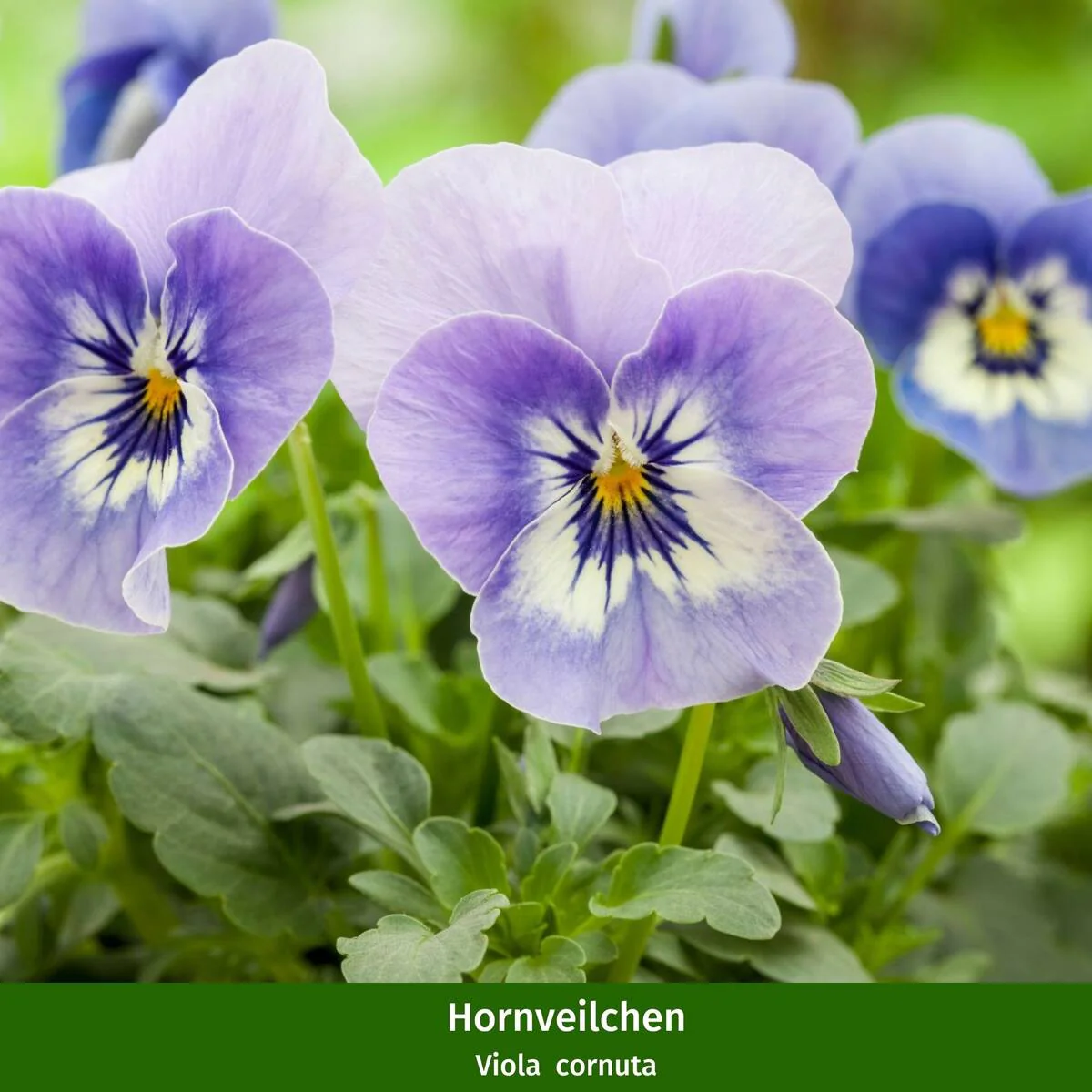 Balkonblumen "Dekorative Farbenpracht" - Image 6