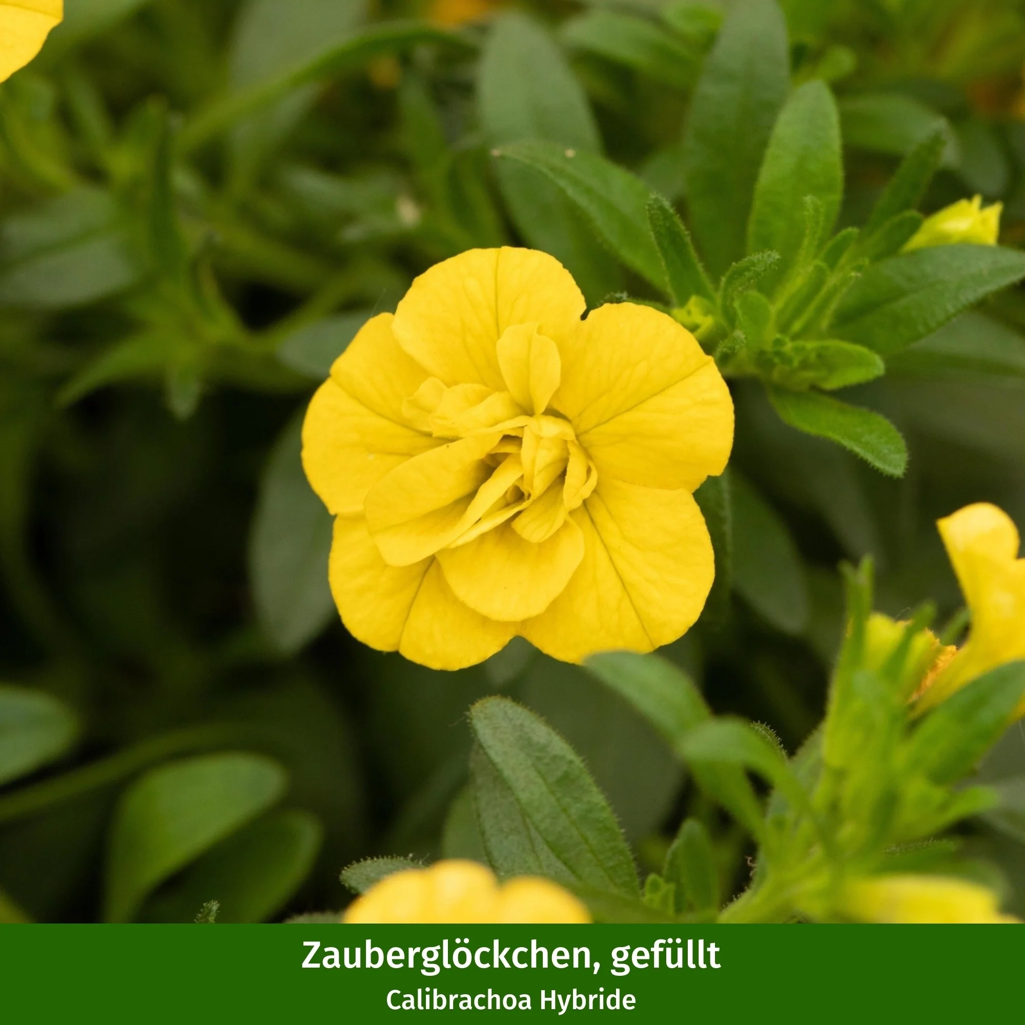 Balkonblumen "Endlose Blütenoase“ - Image 8