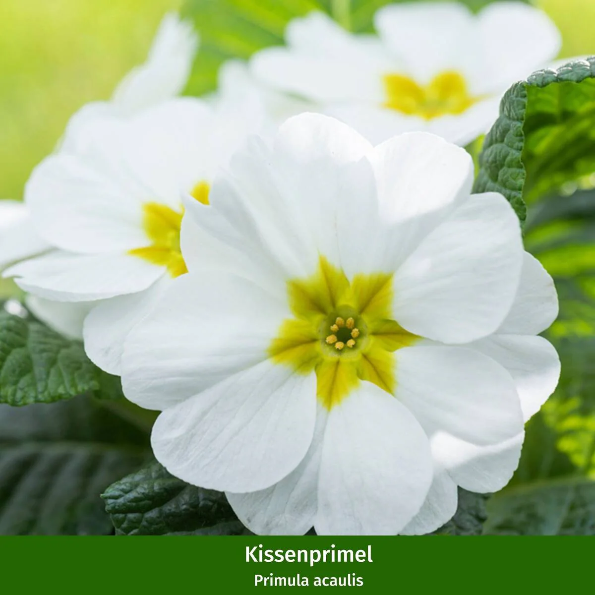 Balkonblumen "Farbenfrohe Frühlingsboten" - Image 4