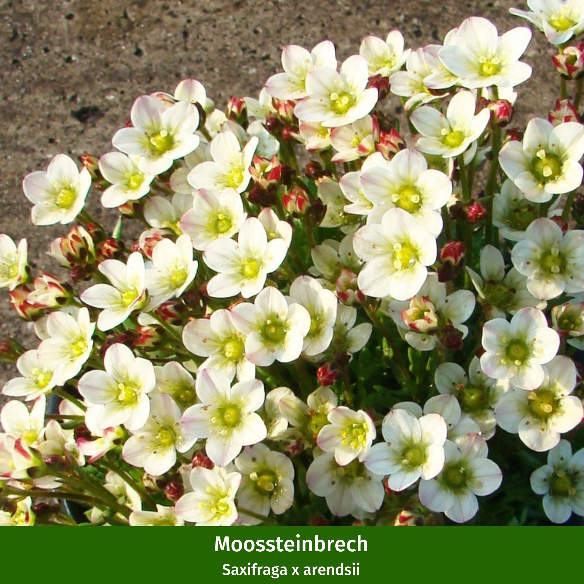 Balkonblumen "Farbenfrohe Frühlingsboten" - Image 5