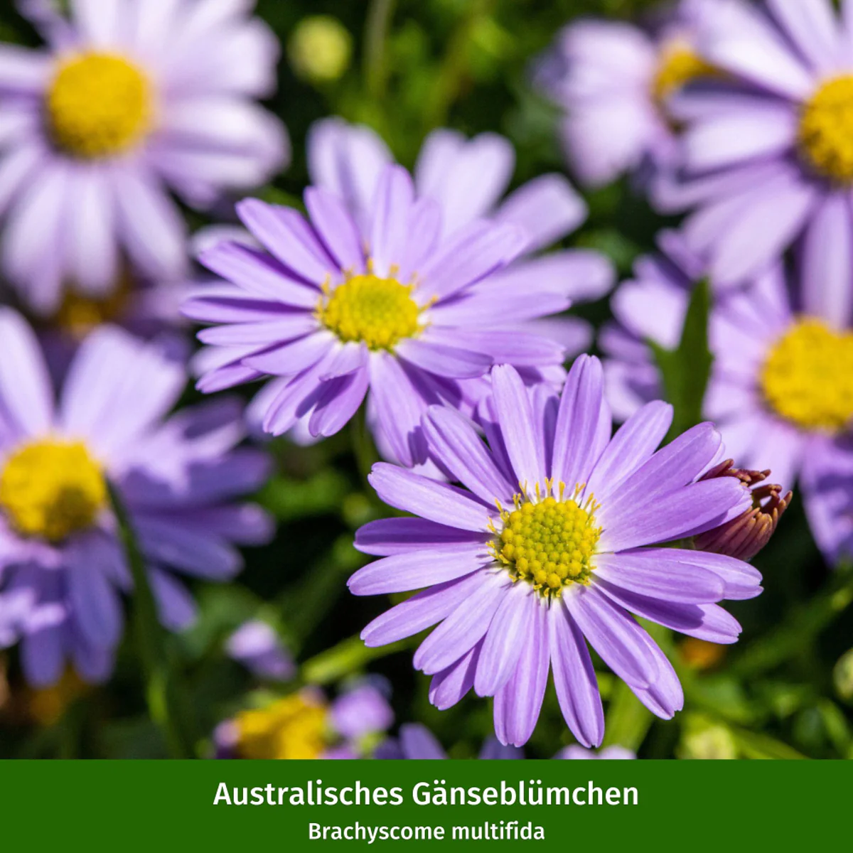 Balkonblumen "Farbenfrohe Gänseblümchen" - Image 3