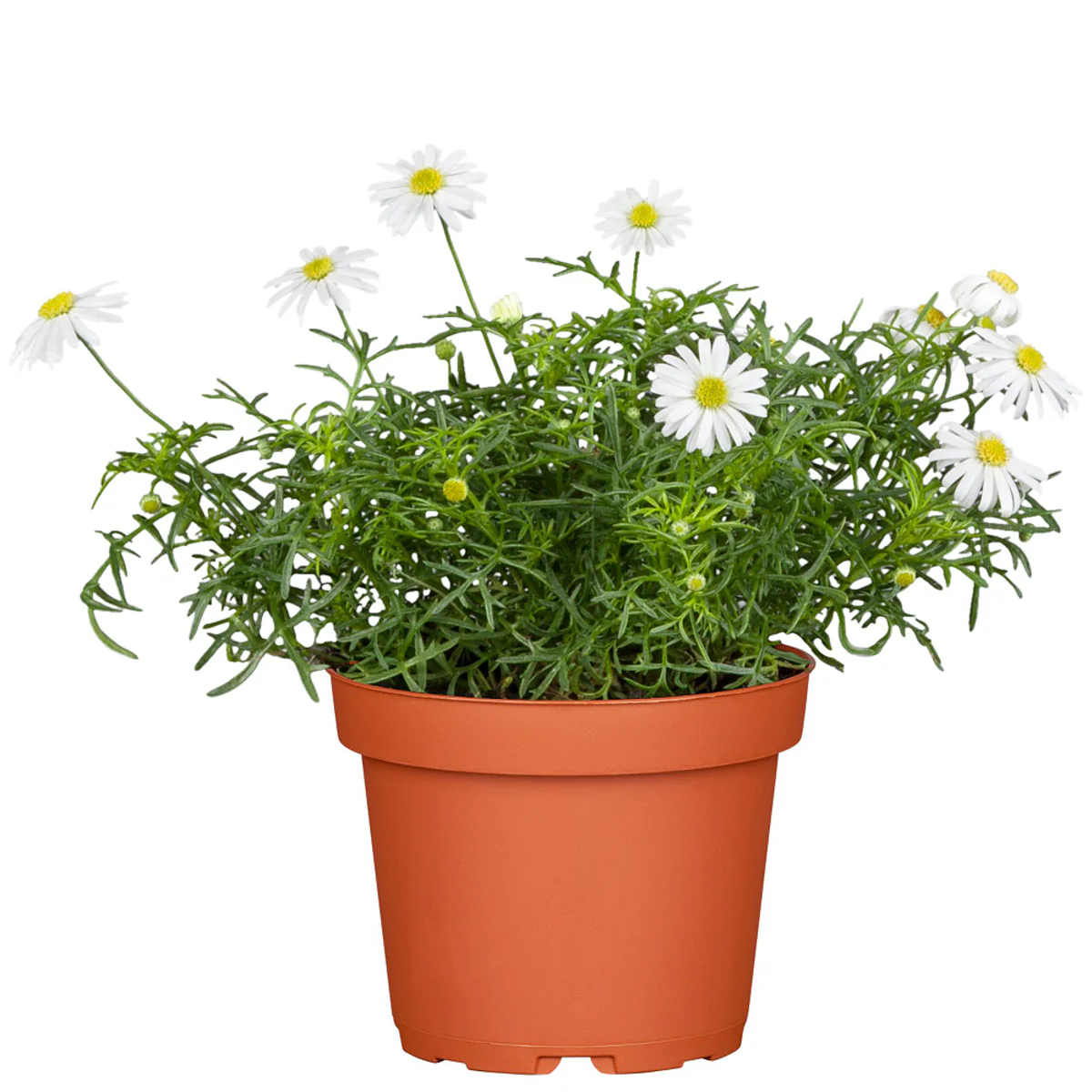 Balkonblumen "Farbenfrohe Gänseblümchen" - Image 6