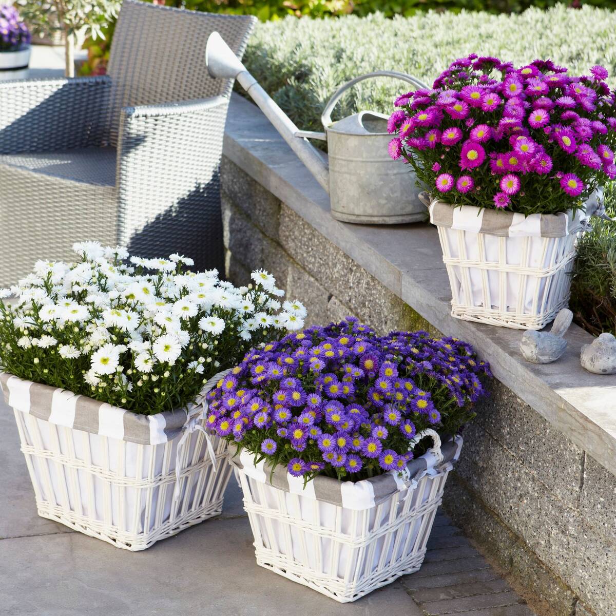 Balkonblumen "Farbenfroher Herbst"