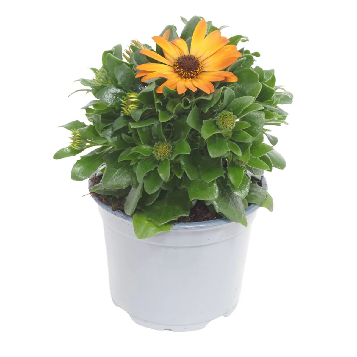 Balkonblumen "Farbenfrohes Blütenmeer" - Image 6