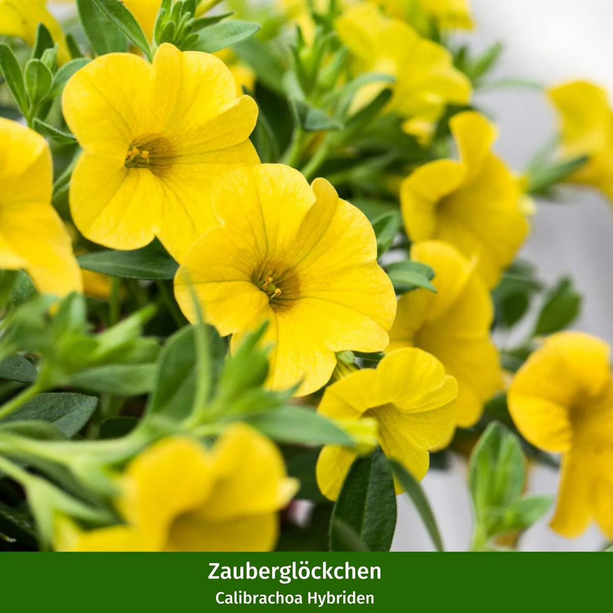 Balkonblumen "Farbexplosion" - Image 3