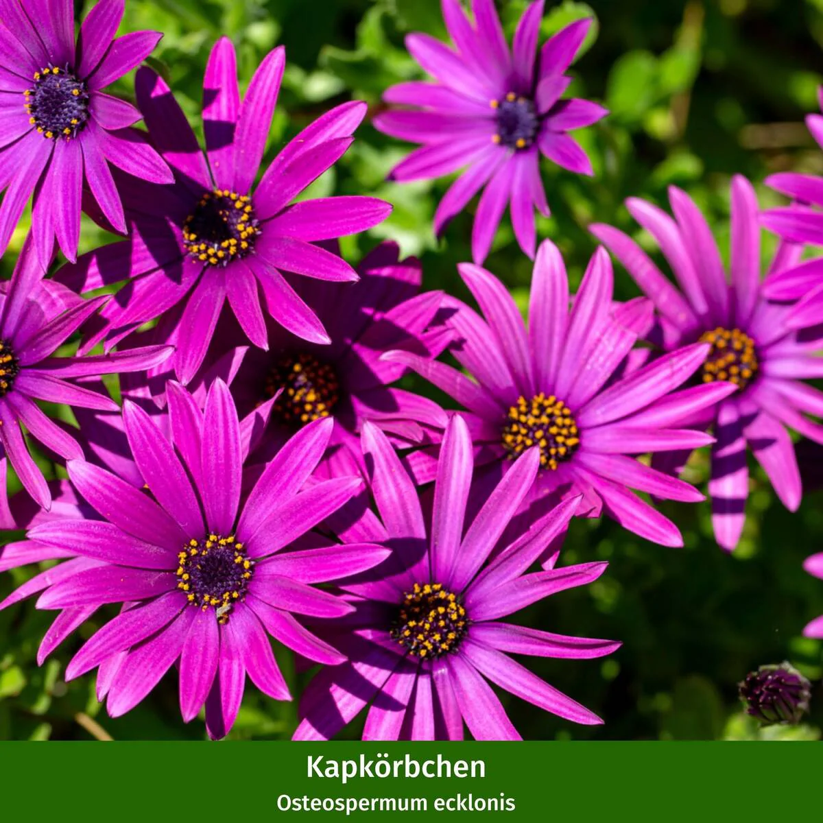 Balkonblumen "Farbexplosion" - Image 5