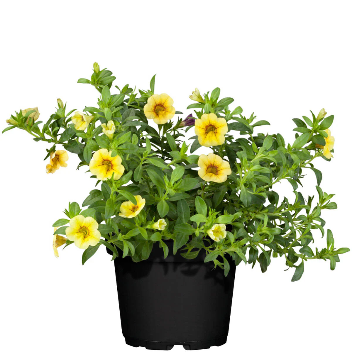 Balkonblumen "Farbexplosion" - Image 6