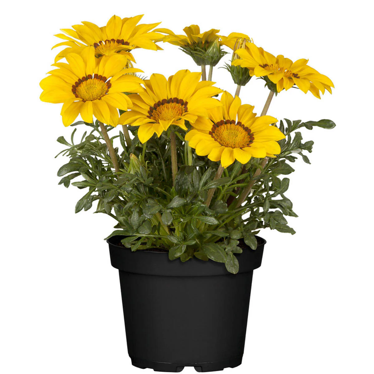 Balkonblumen "Farbexplosion" - Image 7