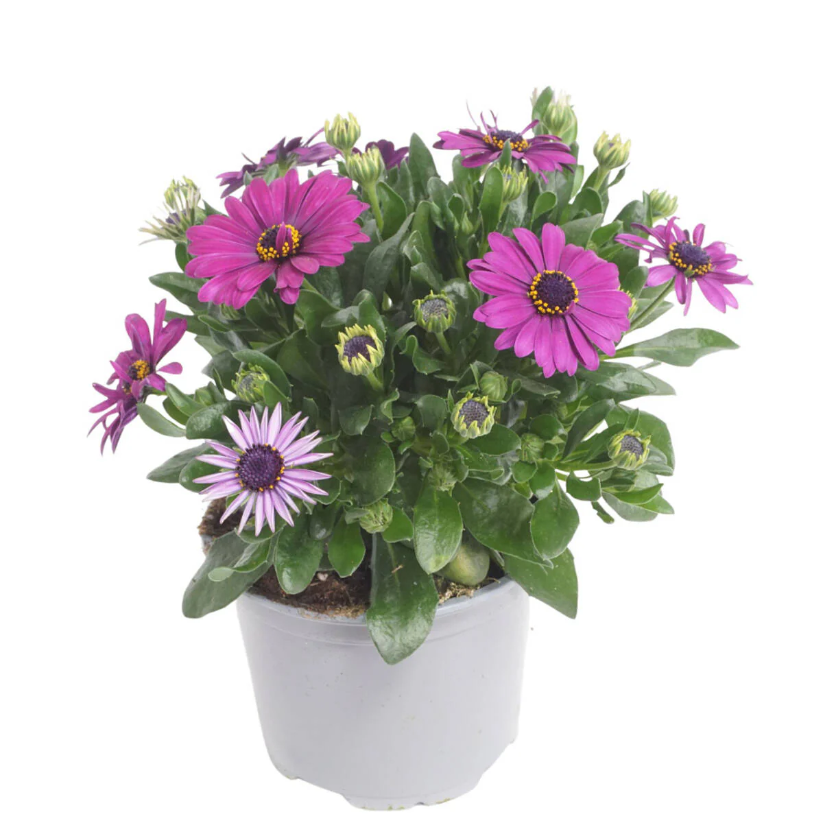 Balkonblumen "Farbexplosion" - Image 8